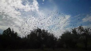群鸟群集蓝色的天空云大<strong>集团</strong>小鸟飞行关闭狩猎昆虫典型的群植绒行为欧掠鸟